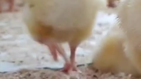 I'm Just a Baby! #chick #shorts #short #baby #animal #funny