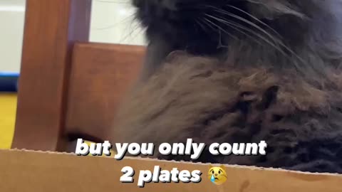 meow cats oh my favrite pizza