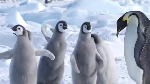 Happy World Penguin Day 🎉🎉 25th April