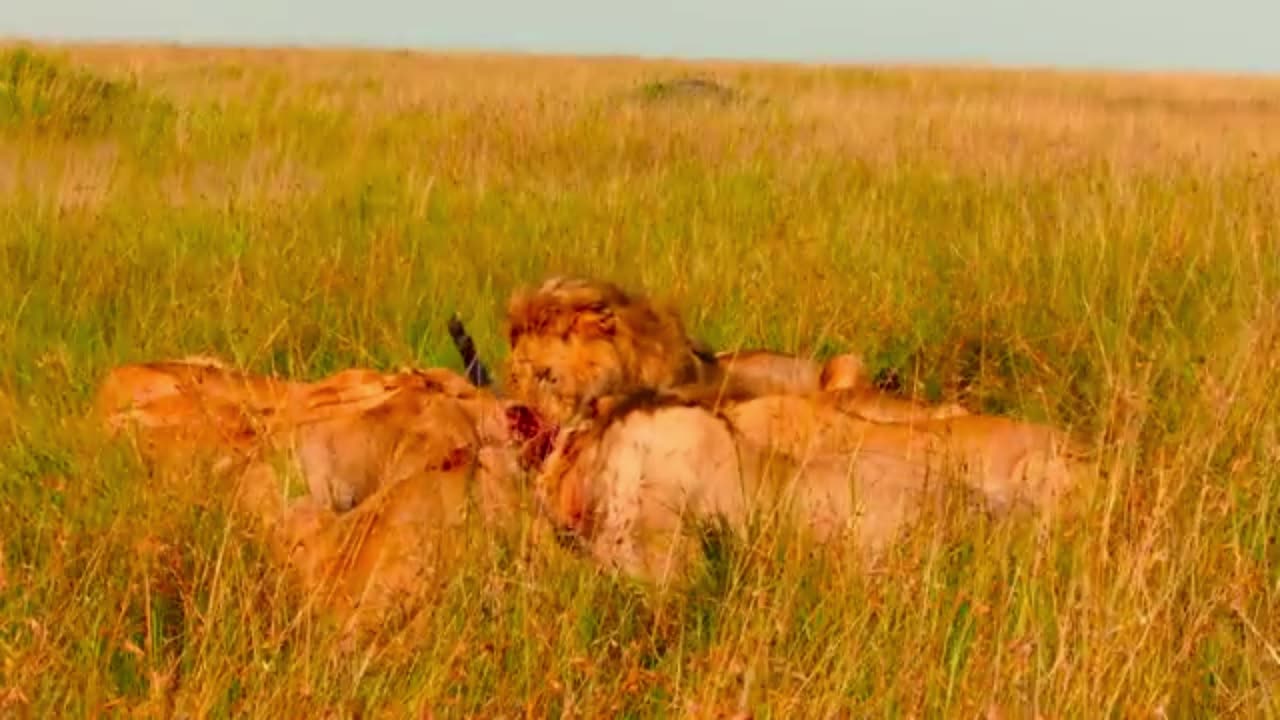 The Most Dramatic Story of Lions You’ll Ever Watch