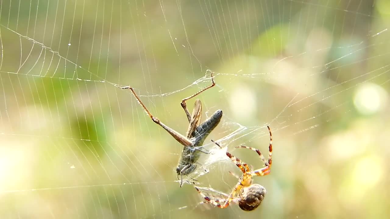 Crusader Garden Arachnids Insect Victim Szarańczak