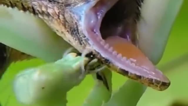 #fighting between chemilion and grass#
