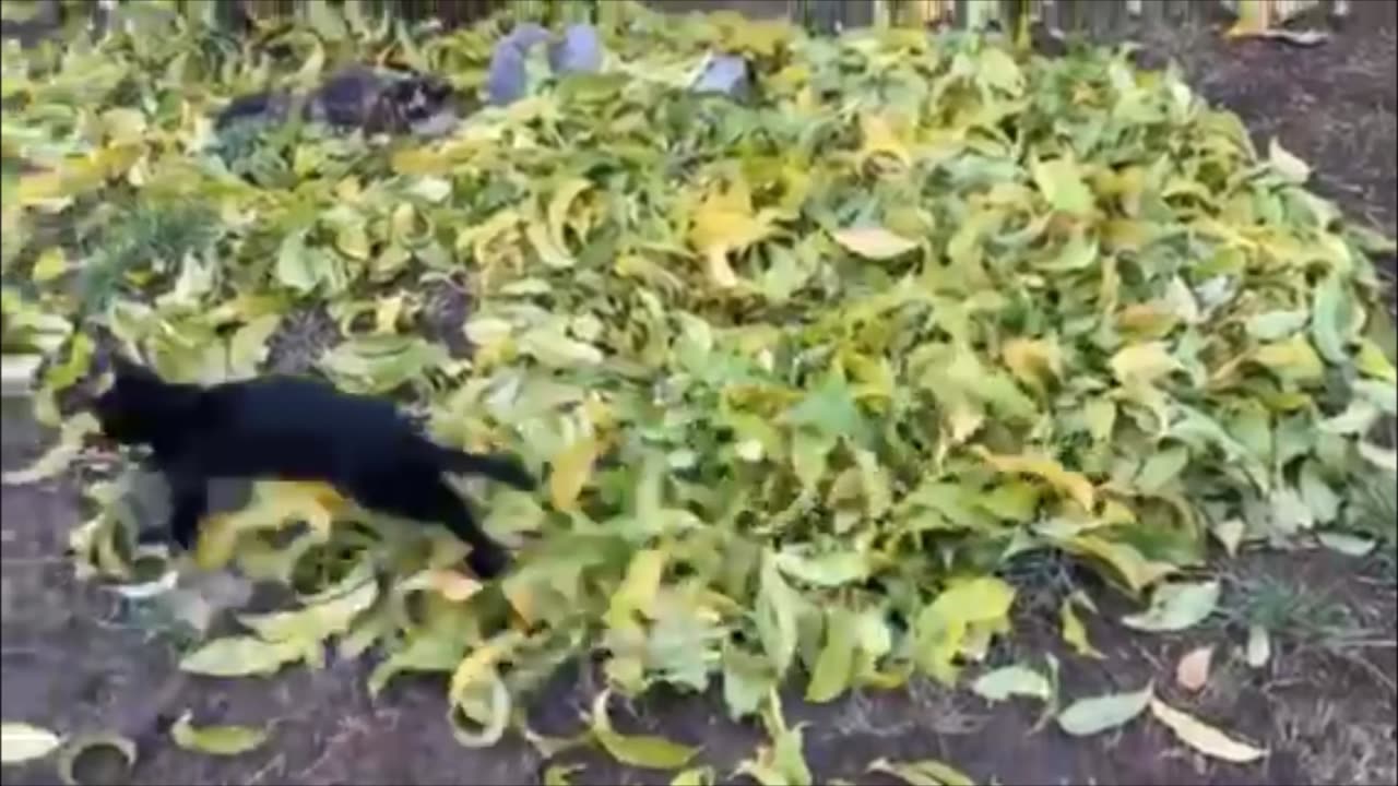 Playful kittens...who says kids are the only ones that like to play in a pile of leaves?