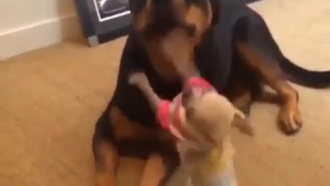 Cute and funny dog