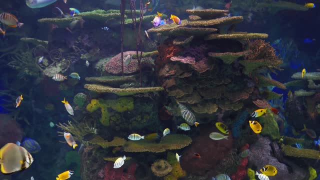 Fish Aquarium