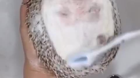 🙏❤️🎉🎉🎉🎊🎊🎊️SWEET AND FUNNY ANIMALS SHOTS 🙏❤️❤️🎉🎉🎉🎊🎊🎊