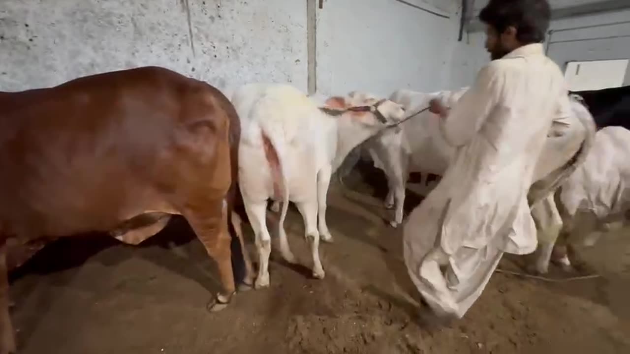 Milki Bachiya 2023 Kurbani ky lite Taiyar hai Allhumdulilah