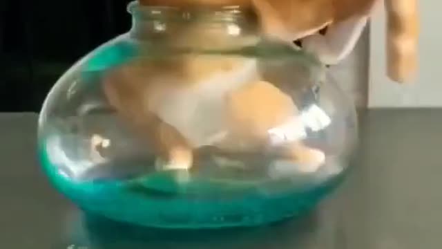 Cat Funny Video -- Cute Cat -- Cute Baby -- Viral Kids #Shorts #Cat #viral_video #funny