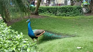 Peacock Sound and Dance