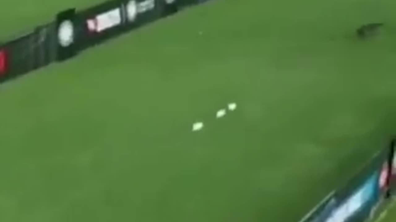 Fastest dog is live. Graddan dog.