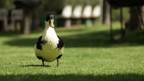 Duck Nature Wildlife Animal Park Green Natural