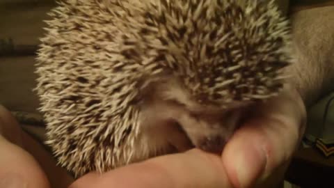 Killer Hedgehog Attack