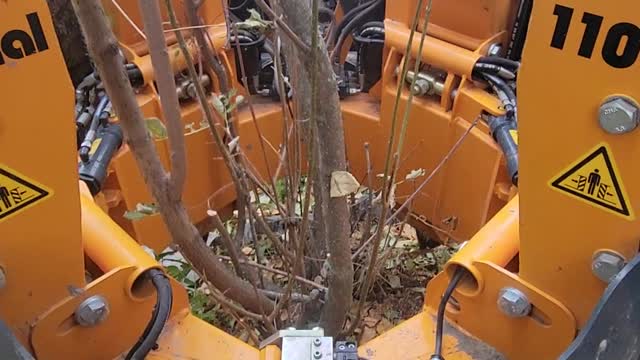 Fall digging a lilac tree