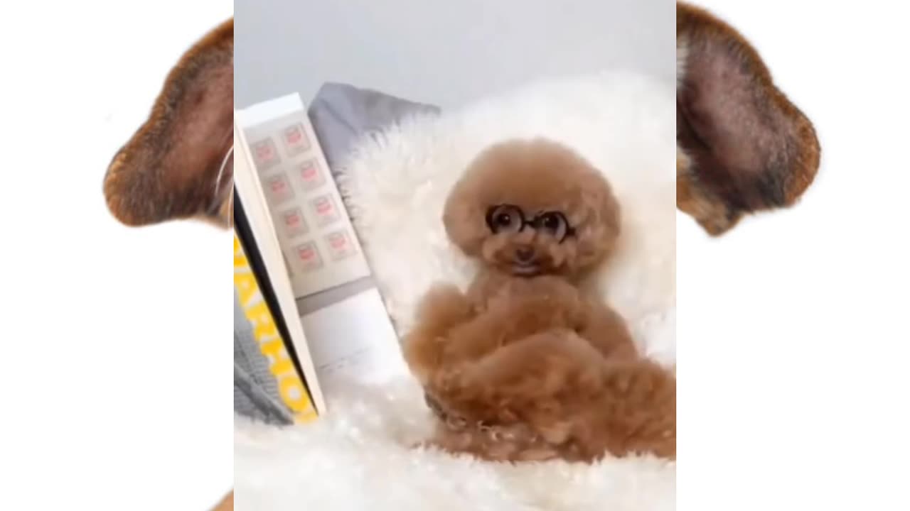 Funny videos 😛🤣 🐶🐕🐕🐕