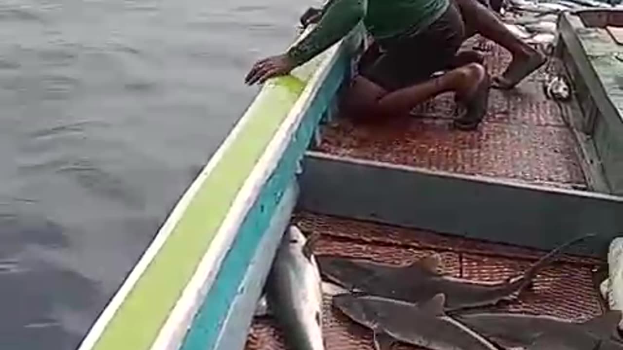 Shark Hunting with Hands