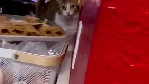 funny and cute cat