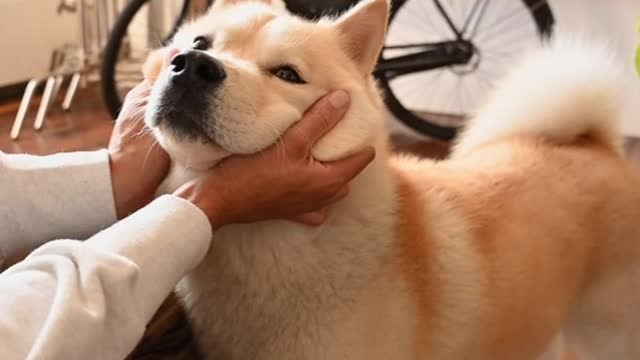 Petting dog with your fingers, cute dogs