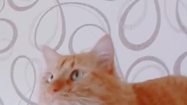 The Internet's Funniest Cat Video is Here