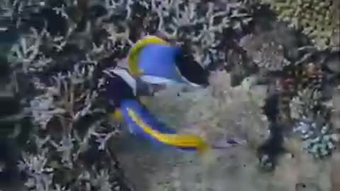 Two Fish Dancing in The Sea #shorts #viral #shortsvideo #video