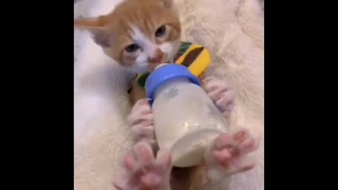 Watch cute little kitten feeding !!!