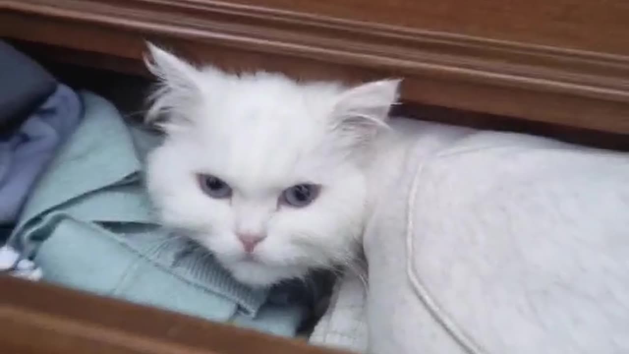 A cute white cat plays hide and seek in a drawer.