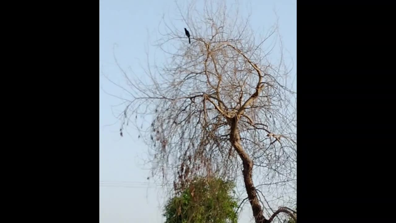 Amazing vice