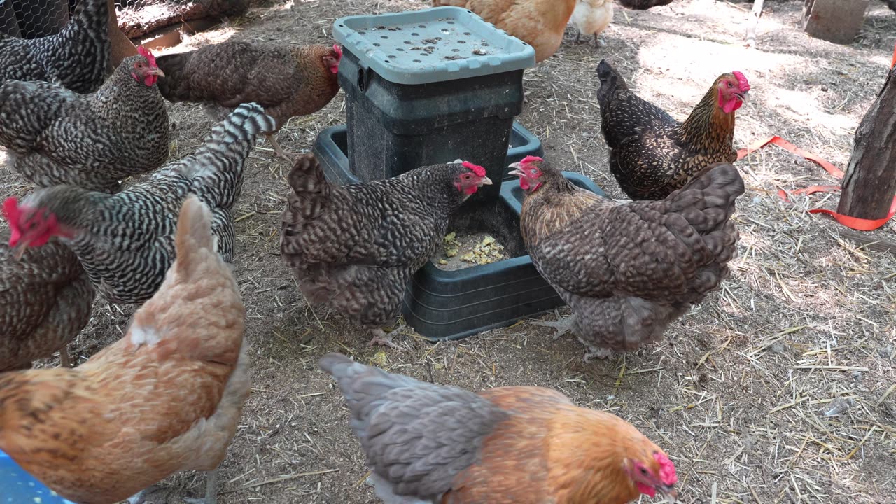 Chickens eat a pile of scrambled eggs.