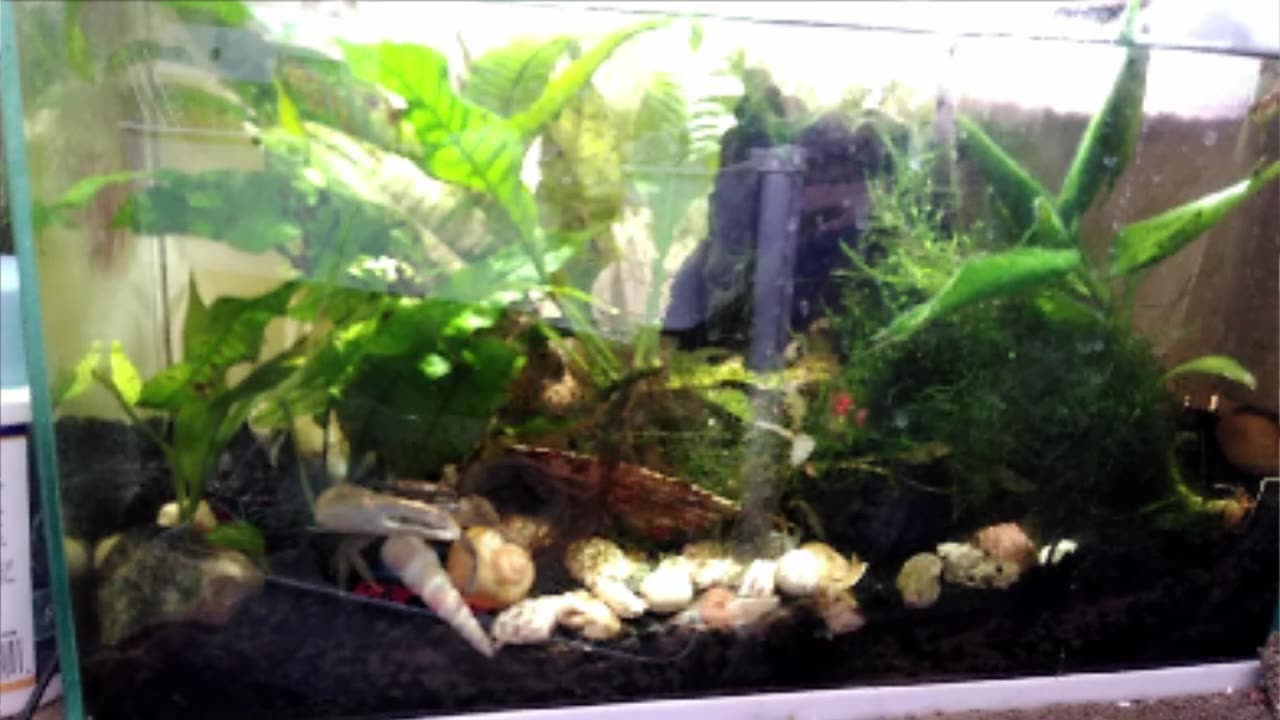 Crab Tank Chill (24 Aug 23)