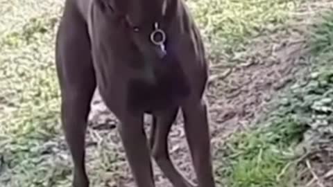 funny dog video