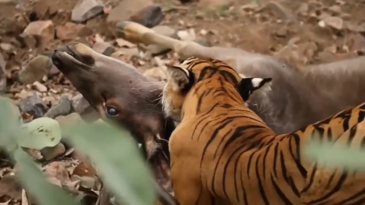 Wild Animal Attack | Nature