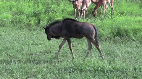 African Safari