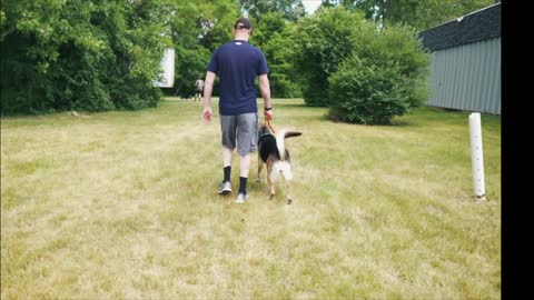 German Shepherd becomes crazy aggressive with leash! (Stop barking)