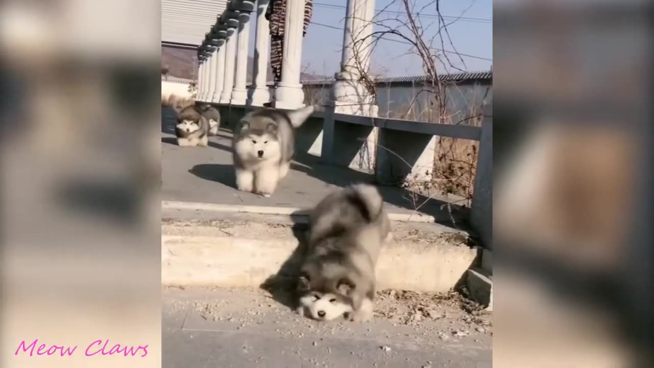 Cute puppies