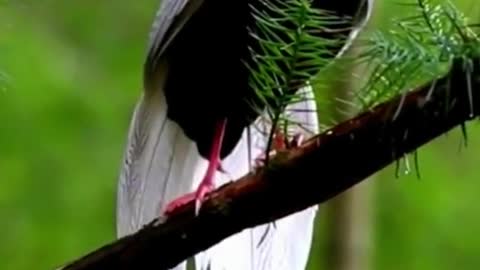 That's a gorgeous bird very beautiful . What kind of bird is this