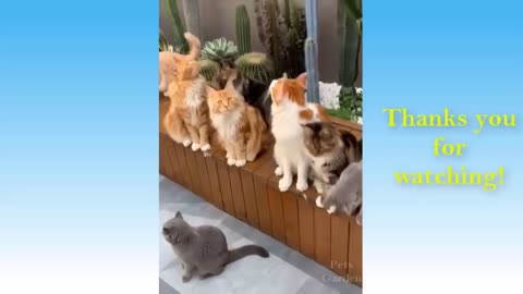 Funny and Cute Pet compilation