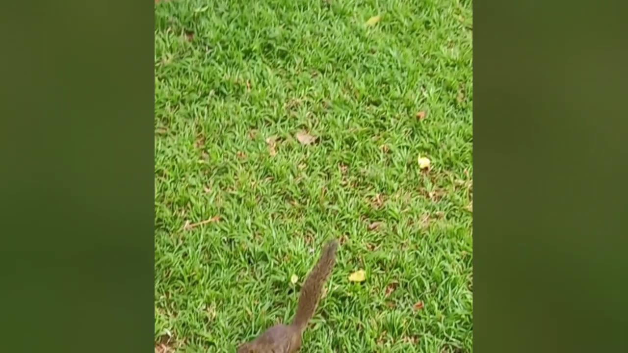 Beautiful squirrel enjoying on the greener pasture