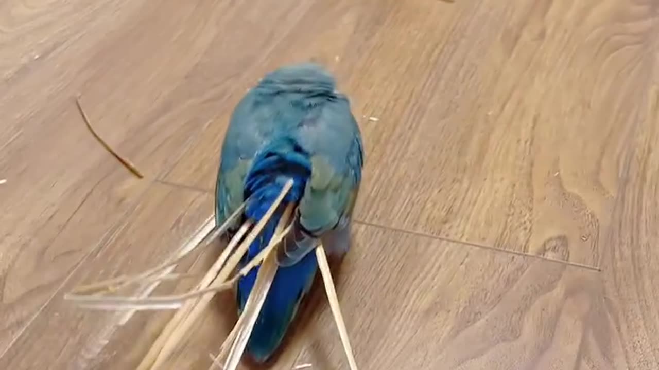 Smart bird