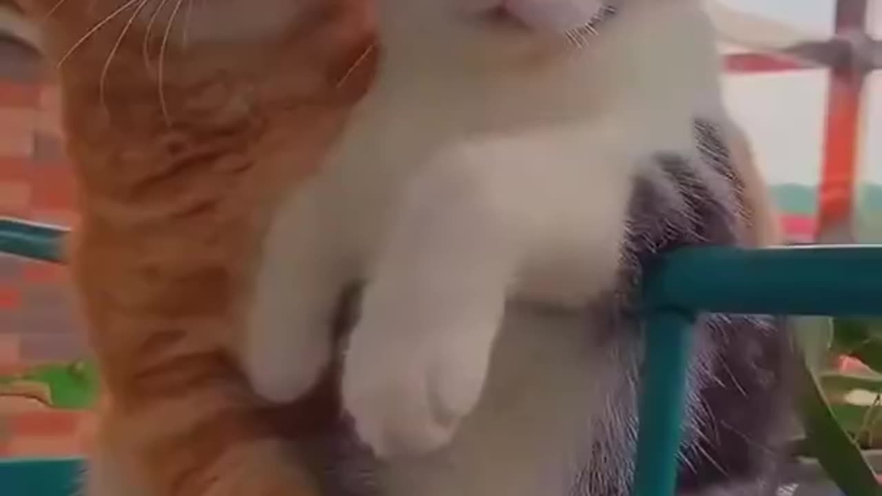 Funny Cat Video