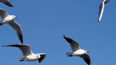 Geese flying