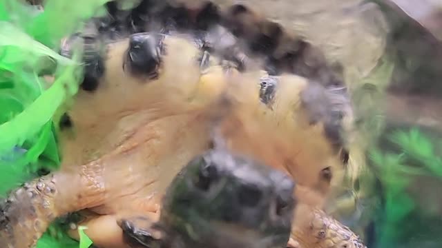 Doug's kinda ugly turtle