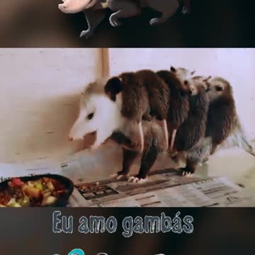 SHORT - Mamãe Gambá se alimentando com os filhotes