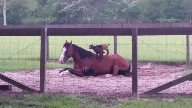 Energetic Goats Love To Jump On Their Horse Friend 'Mr.G'