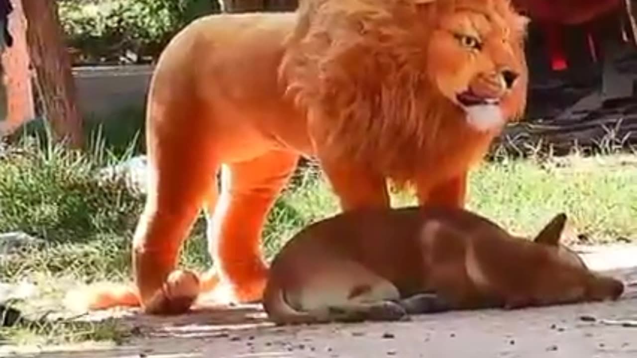 Dog funny video