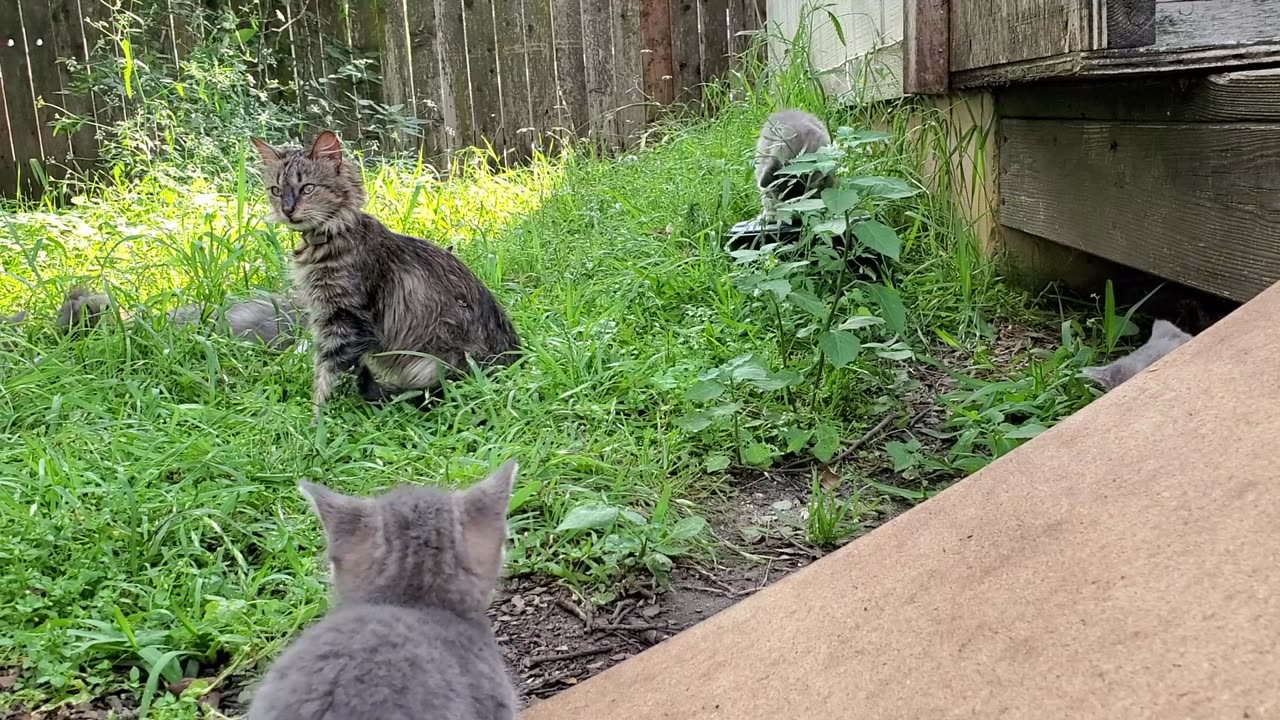 Grassland Wildcats