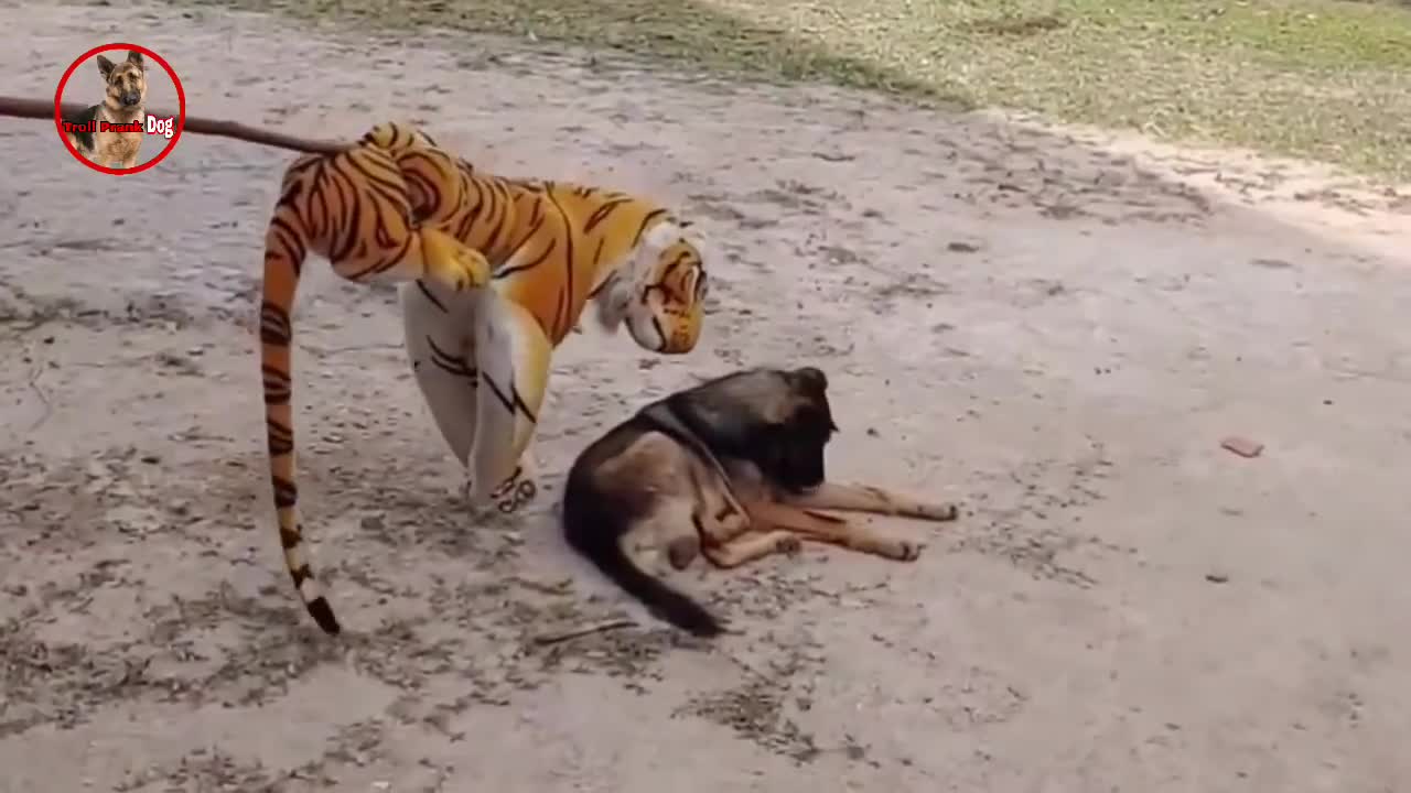 Troll Prank dog & fake Lion and Fake Tiger Prank To dog | Videos Troll 2021