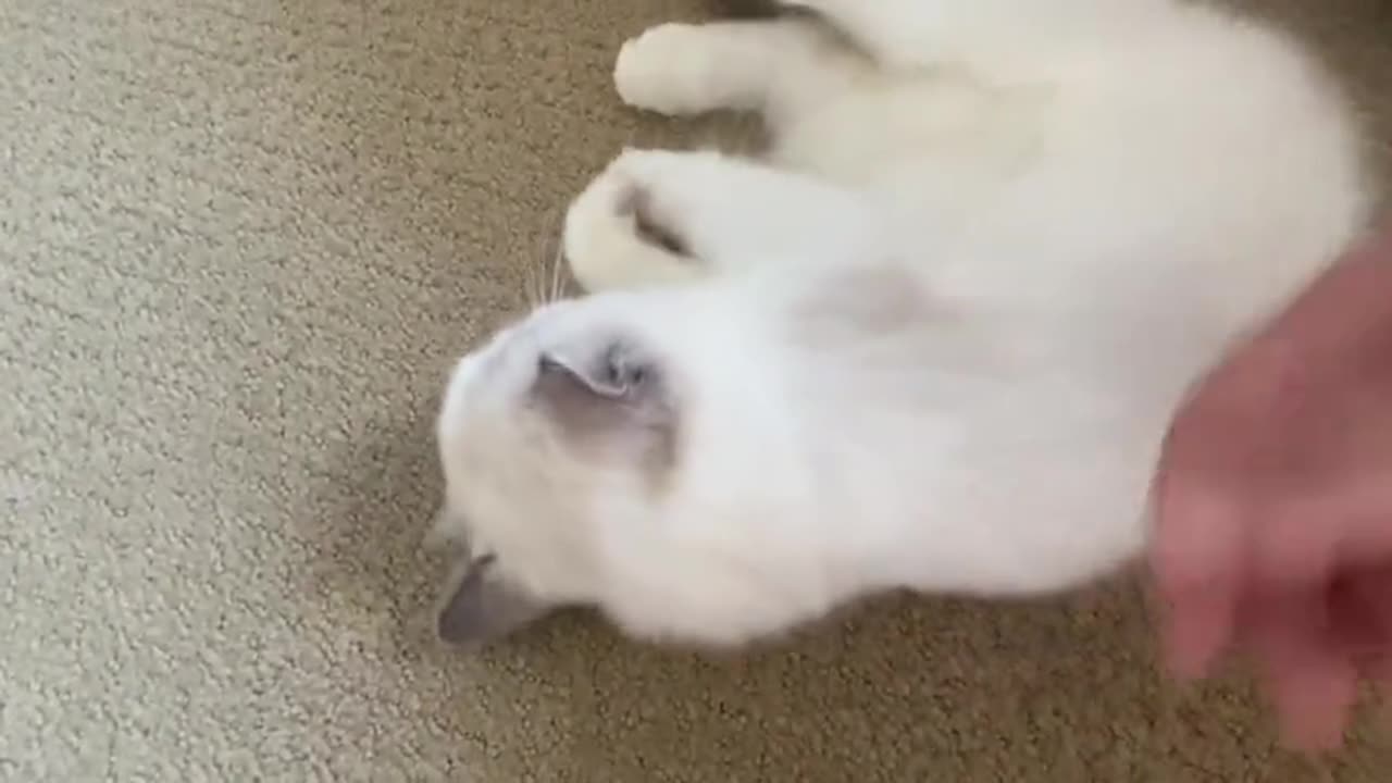 Ragdolls Are The Most Adorable Kittens!