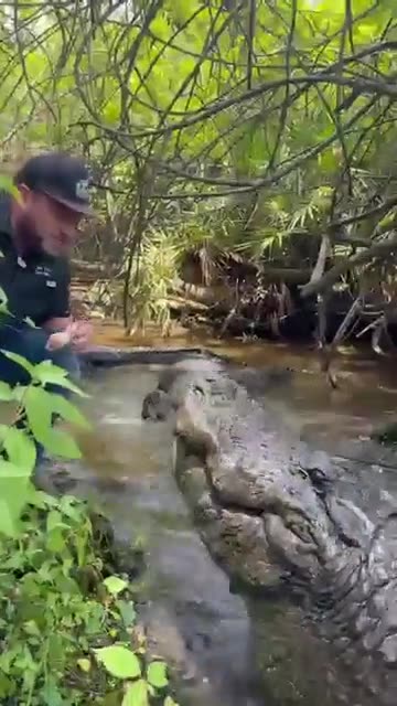 Nice and wild crocodile