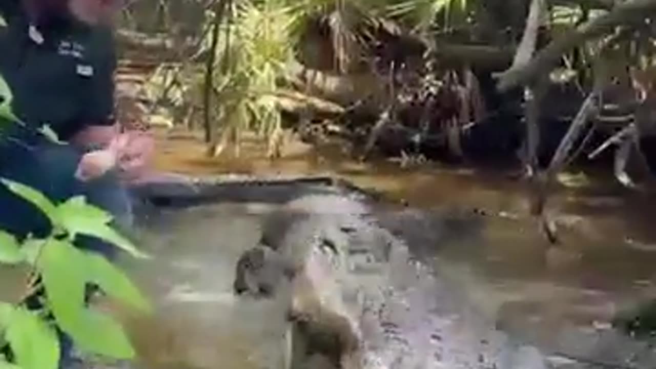 Nice and wild crocodile