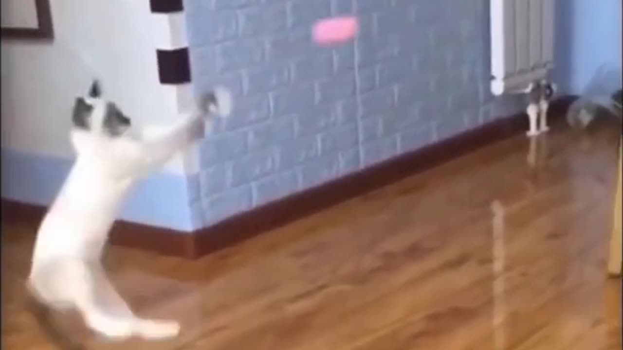 CUTE CAT TRENING TO FIGHT FUN WAY