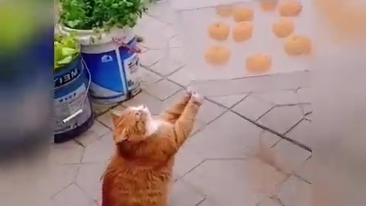 Cute & Funny Cat Videos Compilation